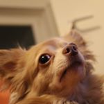 Profile Picture of Max Halter (@thinkmagnussen) on Instagram