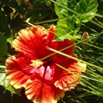 Profile Picture of Tara Springer (@tara_springer) on Instagram