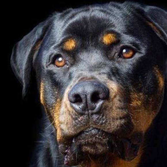 Profile Picture of Leonor Rodriguez (@kamaed) on Poshmark