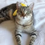 Profile Picture of Josette Borsani (@Josette-Borsani) on Facebook