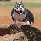 Profile Photo of Southern Bred Bullies (@southernbredbullies6511) on Youtube