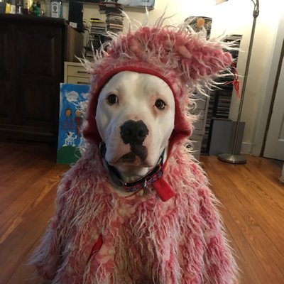 Profile Picture of Jennifer Kimball (@westsidepalace) on Twitter