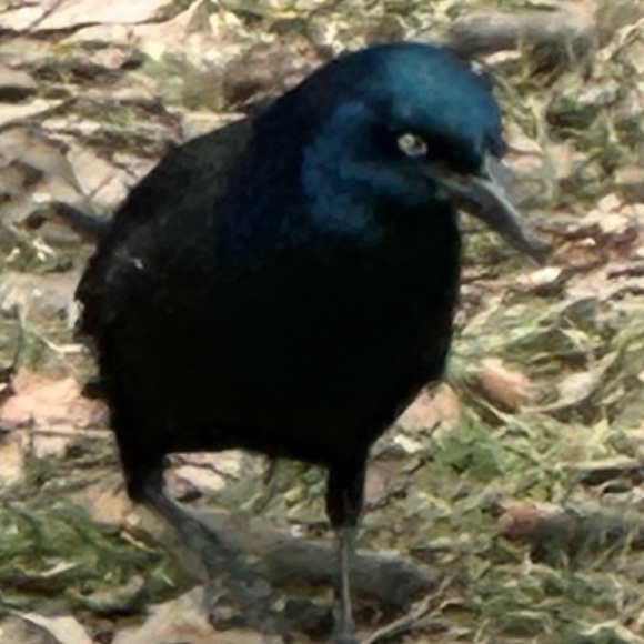 Profile Picture of Victor Hoyos (@victorjhoyos) on Poshmark