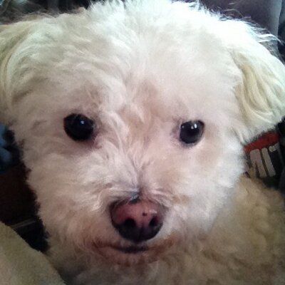 Profile Picture of Joelle Schneider (@JoeMylf) on Twitter