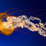 Profile Picture of Enrico Lopes (@enricolopes3078) on Youtube