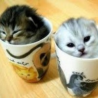 Profile Picture of Chad Martell (@chad-martell-1) on Quora