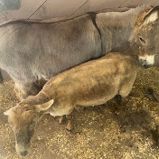 Profile Picture of David Roberts (@DavidRobertsfarmlife) on Youtube