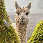 Profile Picture of Shanda Lear (@shandalear3717) on Youtube