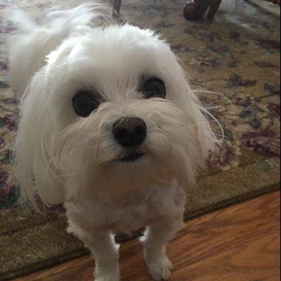 Profile Picture of Christopher Lindner (@Christo77138463) on Twitter