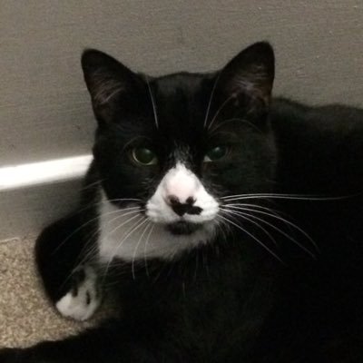 Profile Picture of Lee Whitby (@LeeWhitby6) on Twitter