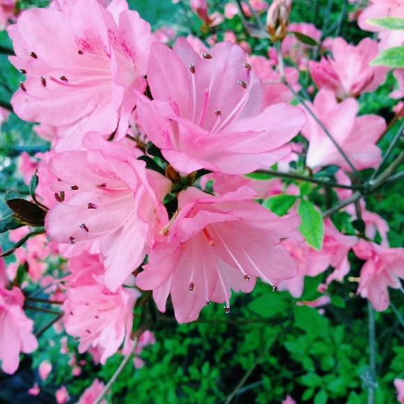 Profile Picture of Amanda Silverman (@bunhead1221) on Poshmark