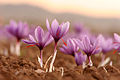Profile Picture of Crocus - Wikipediaon Wikipedia