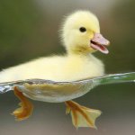 Profile Picture of Douglas The Duck (@dougleduck) on Instagram