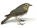 Profile Picture of Swainson's thrushon Wikipedia