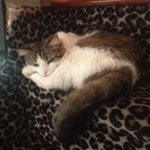 Profile Picture of Michael Chung (@michaelchungpriv) on Instagram