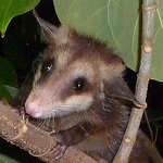 Profile Picture of Robert Haynes (@statenville) on Flickr