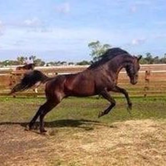 Profile Picture of Ingela Perry (@sebbe2014) on Poshmark