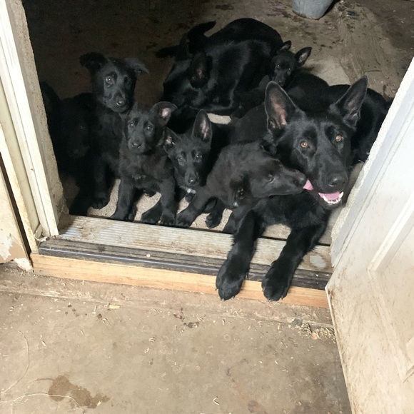 Profile Picture of Luis Guzman (@luisguzman241) on Poshmark