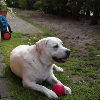 Profile Picture of Thomas Bohlmann (@ThomasBohlmann1) on Twitter