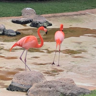 Profile Picture of Angela Pearce (@Angela_Pearce) on Twitter