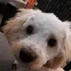 Profile Picture of Beth McDougall (@beth.mcdougall) on Tiktok