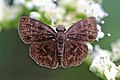 Profile Picture of Bolla (butterfly)on Wikipedia