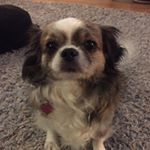 Profile Picture of Roxanne McKinely Jackson🐶 (@lilbabyrox) on Instagram