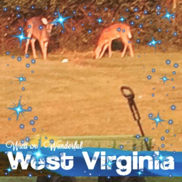 Profile Picture of Debbie Mcnemar (@dbrhmcnem) on Poshmark