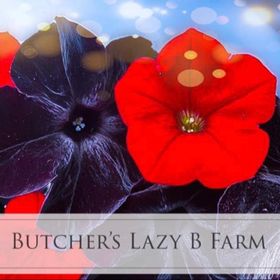 Profile Picture of Bobbi Butcher (@bjtjbutcher) on Pinterest