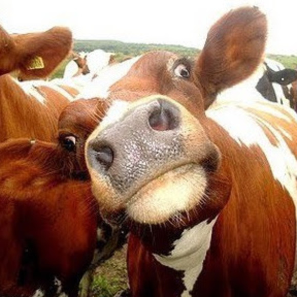 Peter Spencer - Poshmark Profile Picture of Peter Spencer (@peteukus) on Poshmark