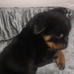 Profile Picture of Black-Barry Max Bloomer🐾 (@li_barry_blackk) on Instagram