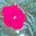Profile Picture of Ammin  (@amminikumaran07) on Pinterest