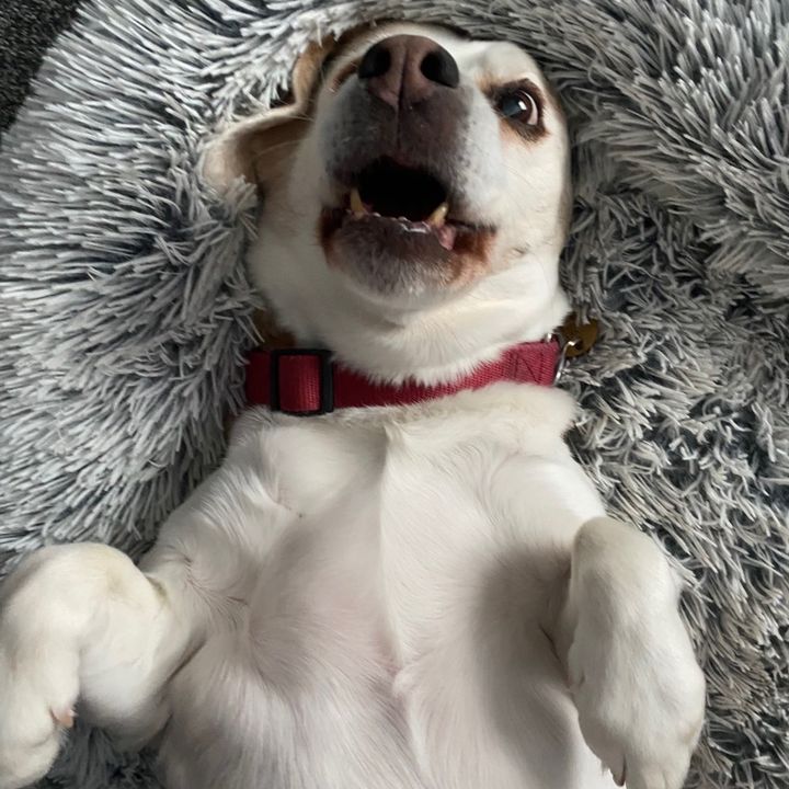 Profile Picture of Suzanne Hellyar (@suzyhel) on Tiktok