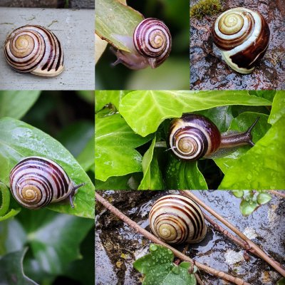 Profile Picture of Sarah Darwin (@SarahLDarwin) on Twitter