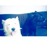 Profile Picture of Randy & Romeo (@randyromeodogs) on Instagram