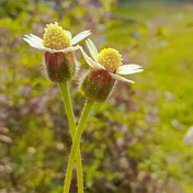 Profile Picture of Shruti Tripathi (@shrutitripathi2242) on Youtube