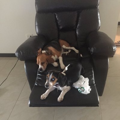 Profile Picture of Perry & Holly (@perrytheBeagle) on Twitter