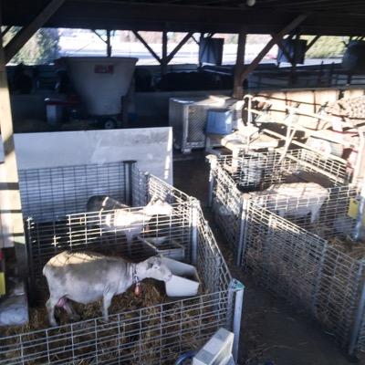 Profile Picture of Paul Luimes (@SheepProf) on Twitter