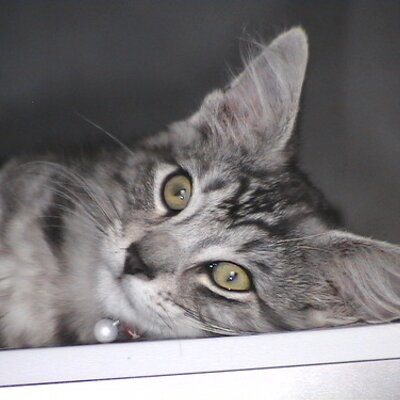 Profile Picture of Beverly Bryan (@Jetsfan5) on Twitter