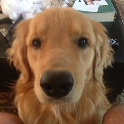 Profile Picture of William Grainger (@weewilie) on Twitter