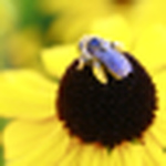 Profile Picture of Amanda Lafferty (@lafferteezy) on Flickr