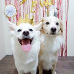 Profile Picture of Luke & Penny (@dailylukegram) on Instagram