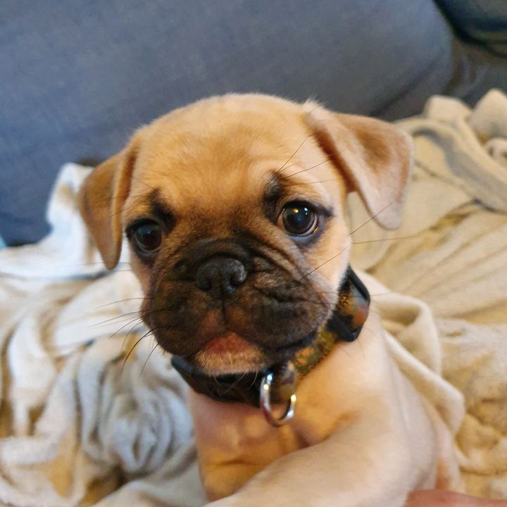 Carla Theodore - Tiktok Profile Picture of Carla Theodore (@@carlatheodore) on Tiktok