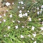 Profile Picture of Kazuko Watanabe (@kazuko.watanabe.7982) on Instagram