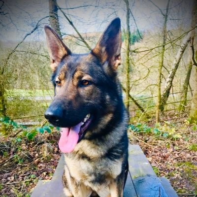 Profile Picture of Claire Starr (@DogStarr) on Twitter