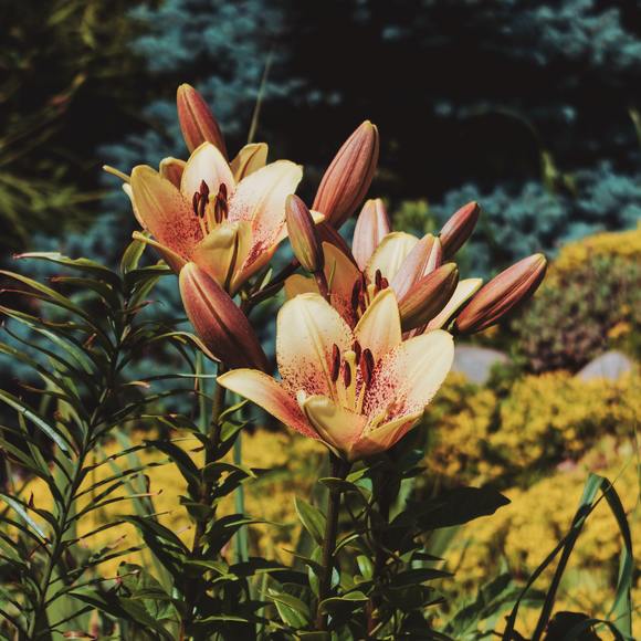 Profile Picture of Lacey Hanson (@laceyh3867) on Poshmark