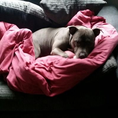 Darci  Allen - Twitter Profile Picture of Darci  Allen (@Stephen88145529) on Twitter