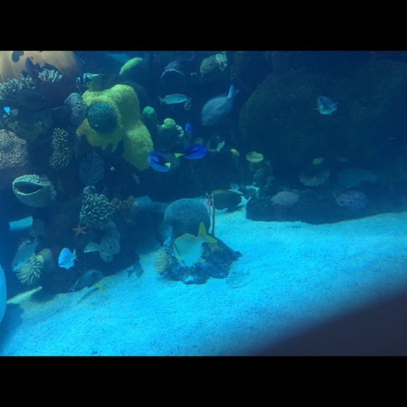 Profile Picture of Lori Atkinson (@lyf808) on Poshmark