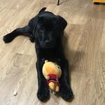 Profile Picture of 럭키는 성장중🐶🐾🐕 가족이 된 날 2017.12.05 (@lucky__everyday) on Instagram