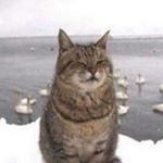 Jingle Jay and Ringle Ray - Instagram Profile Picture of Jingle Jay and Ringle Ray (@jamesonjay300) on Instagram